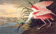 John James Audubon Roseate Spoonbill oil on canvas